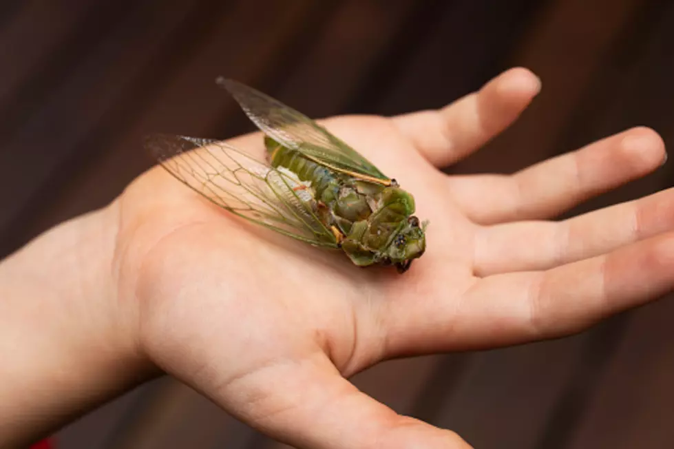 They're Coming: Chicago Just Issued A Cicada Advisory