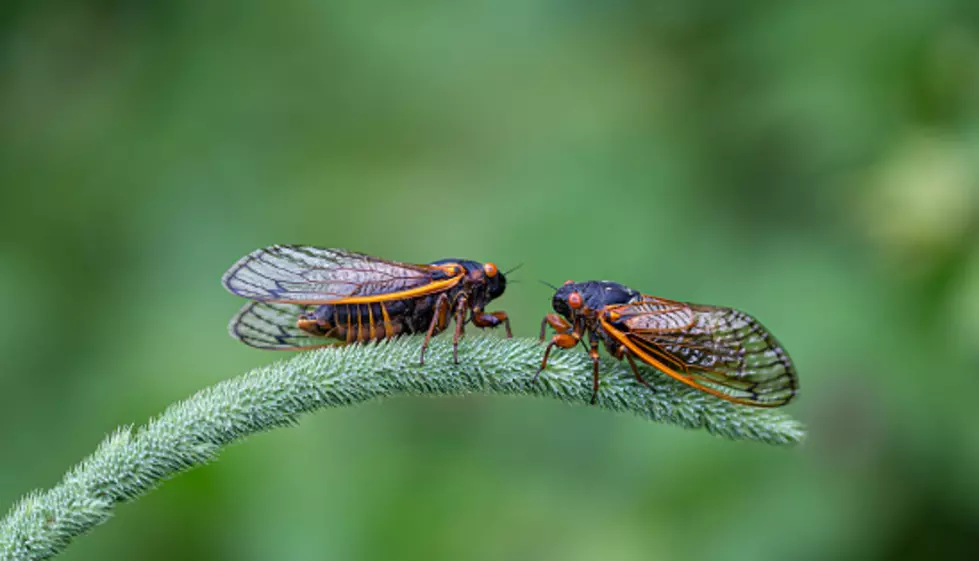 Illinois Cicada Invasion: Here's When Experts Say They’ll Show Up