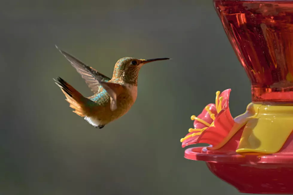 Illinois Hummingbirds Return: Here's How To Get Them In Your Yard