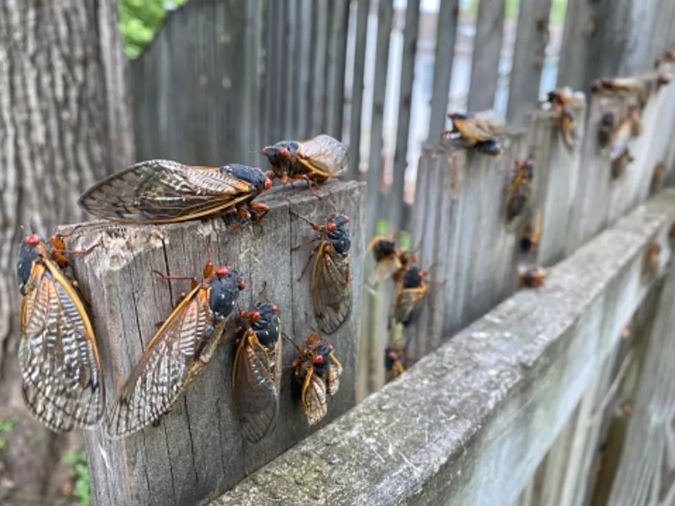Is It Cicada Time? Some Chicago Burbs Reporting Early Emergence
