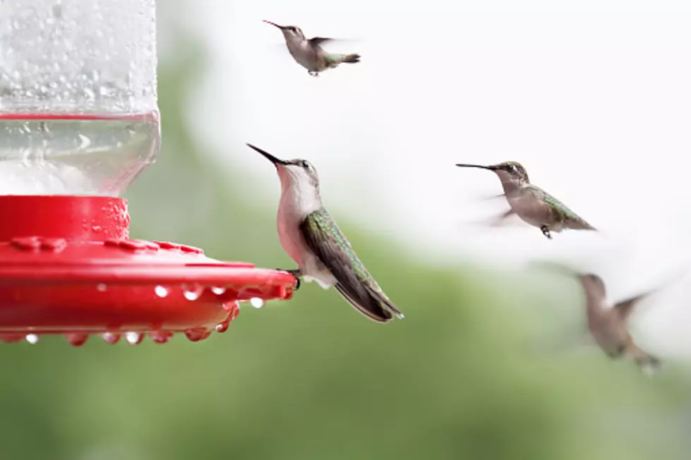 Illinois Hummingbirds Return: Here&#8217;s How To Get Them In Your Yard