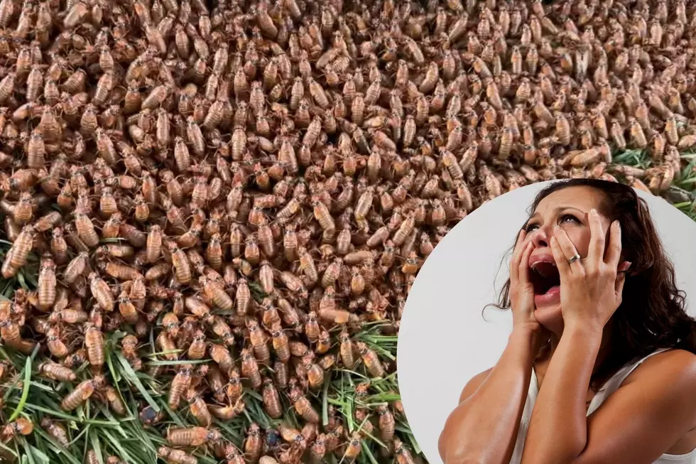 Massive & Disgusting Cicada Emergence Has Officially Begun In Carlinville [VIDEO]