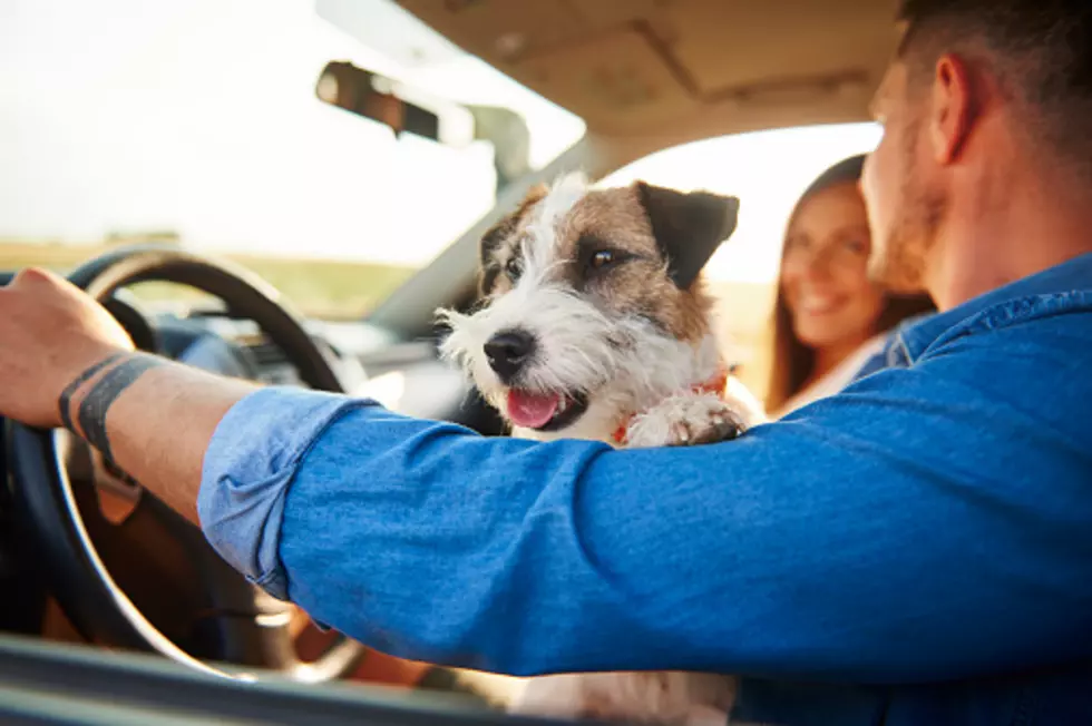 Driving In Illinois With A Pet In Your Lap: Legal Or Illegal?