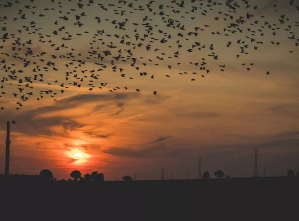 Tens Of Millions Of Migrating Birds Are Crossing Illinois Now