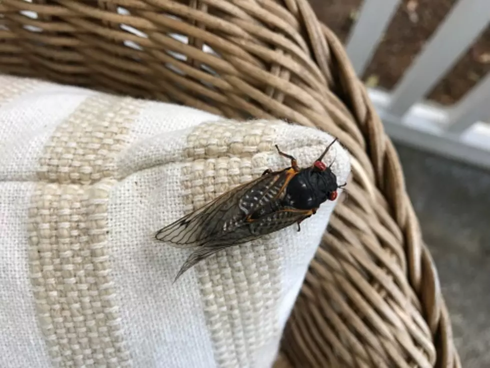 Illinois Cicadas: How Long They Live, And When They’re Loudest