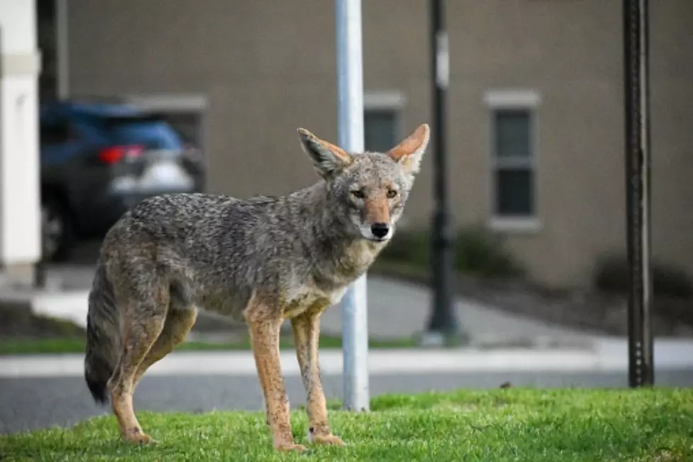 Illinois Coyotes: Here's Why You're Seeing More Of Them Right Now