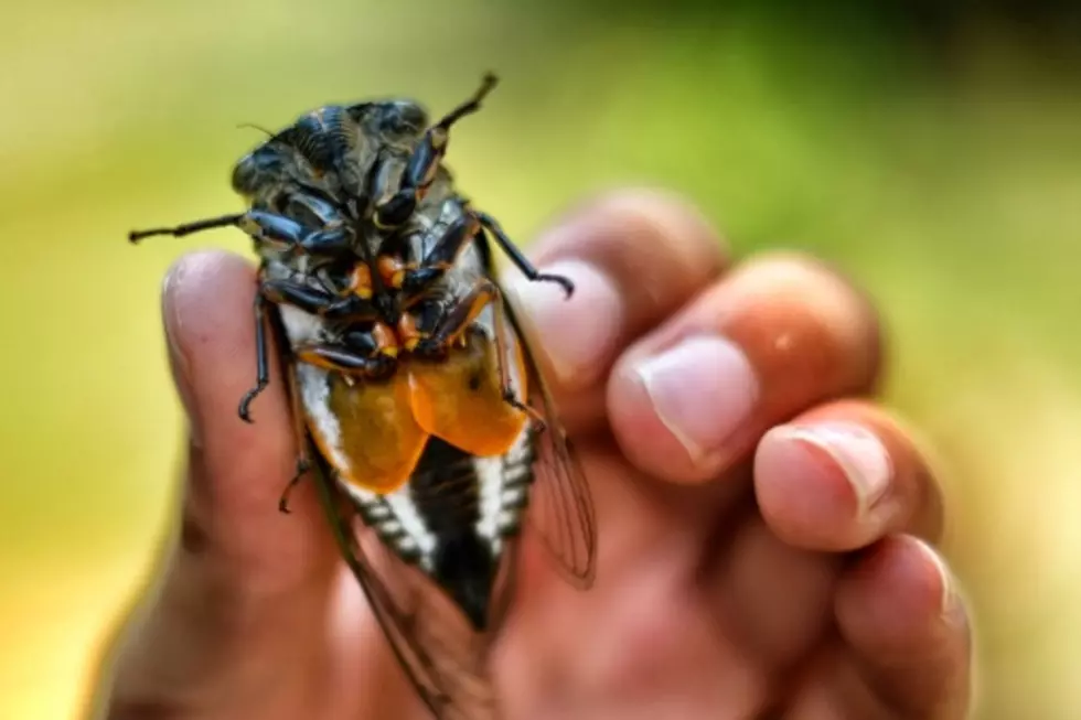 Peeing Cicadas: Video Shows What’s Coming To Illinois Soon