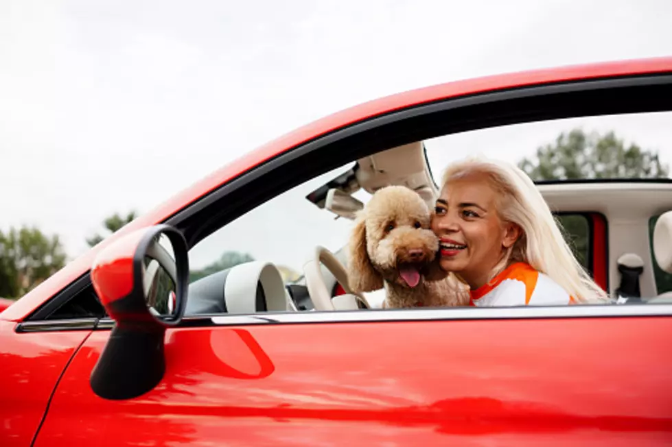 Driving In Illinois With A Pet In Your Lap: Legal Or Illegal?
