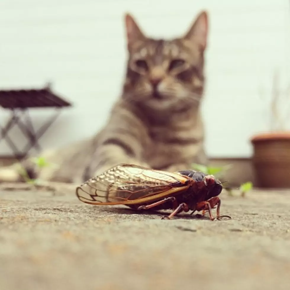 Illinois Cicadas: What Eats Them, And What If Your Dog Does?