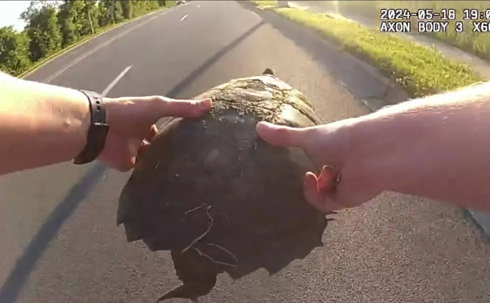 Illinois Police Officer’s Rescue of Aggressive Snapping Turtle Goes Viral
