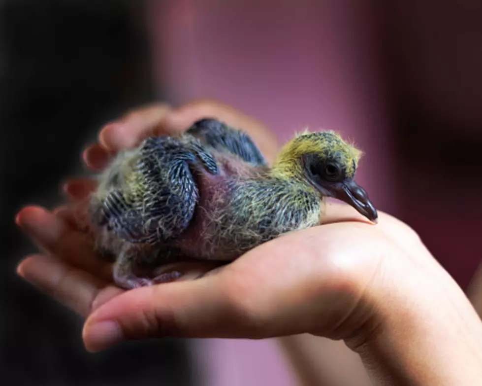 Weird Illinois Questions: Why Don’t You Ever See Baby Pigeons?