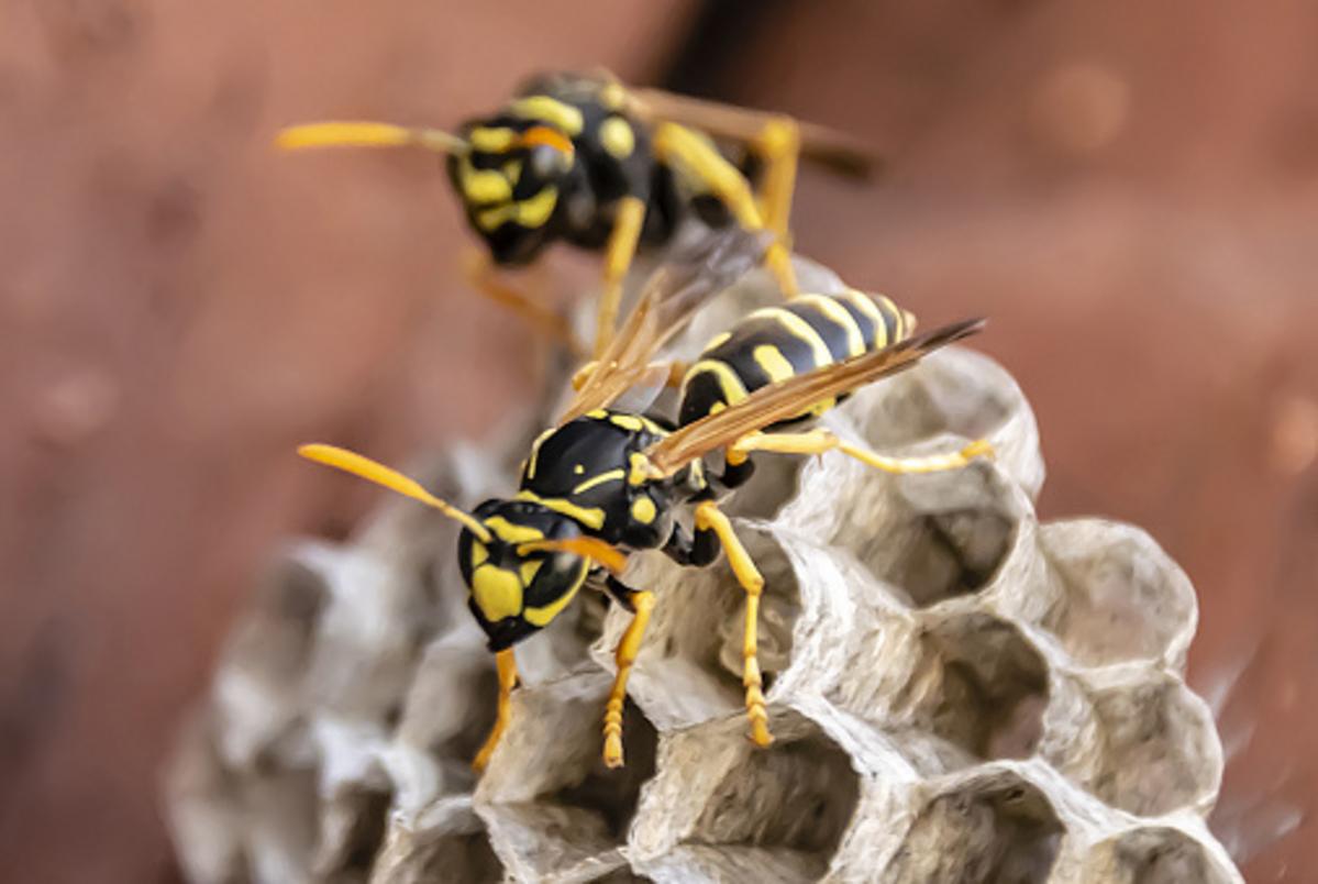 It's Wasp Season In Illinois: Here’s Why You Shouldn’t Kill Them