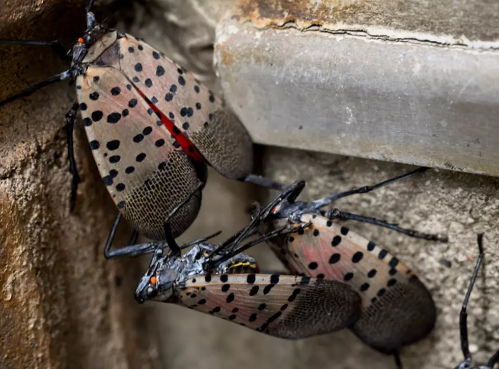 These Bugs Are Now In Illinois And If You See Them, Squish Them!