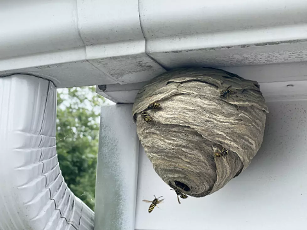 It&#8217;s Wasp Season In Illinois: Here’s Why You Shouldn’t Kill Them