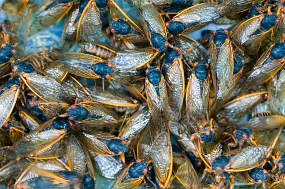 Illinois Cicadas Dying Off: Here’s How Long The Stench Will Last