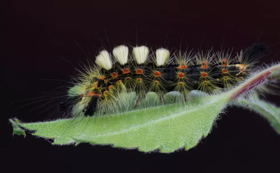 This Illinois Caterpillar Will Ruin Your Day If You Touch It
