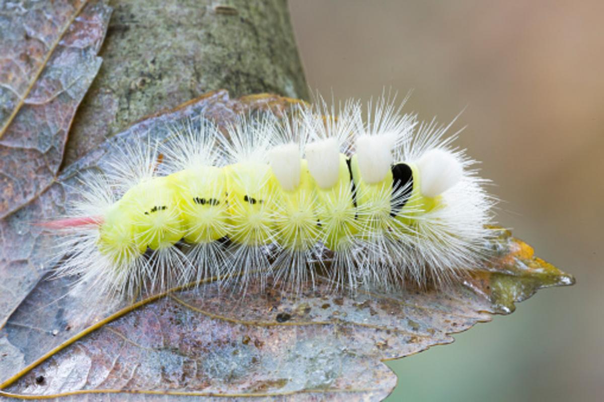 This Illinois Caterpillar Will Ruin Your Day If You Touch It