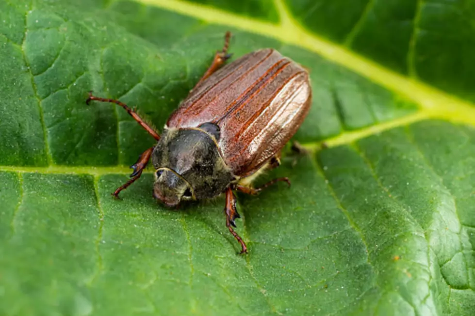 It’s July In Illinois, So Why Do We Have So Many June Bugs?