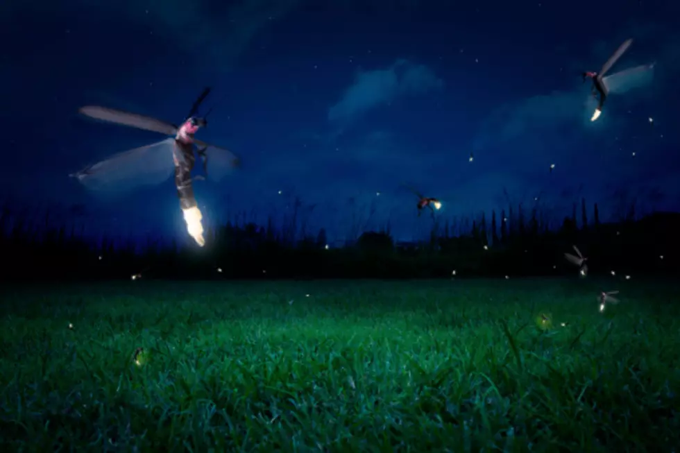 Illinois Fireflies: Here’s Why You’re Seeing Less Of Them Now