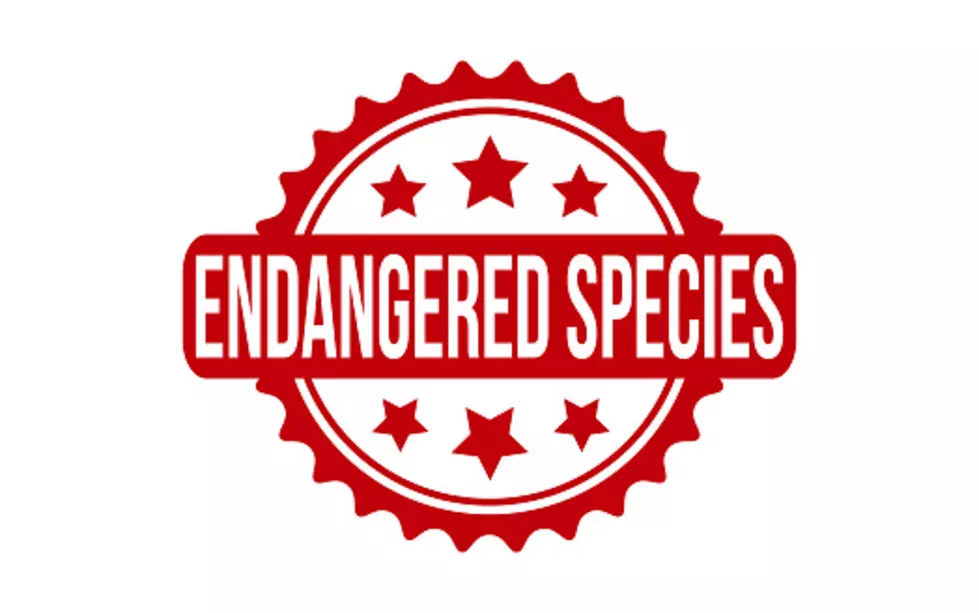 Illinois’ Endangered Species: These Animals Are On The List
