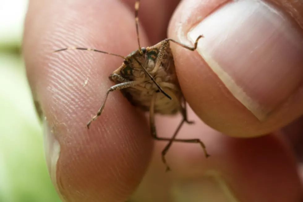 Illinois’ Stink Bugs Are Back: What You Don’t Know About Them