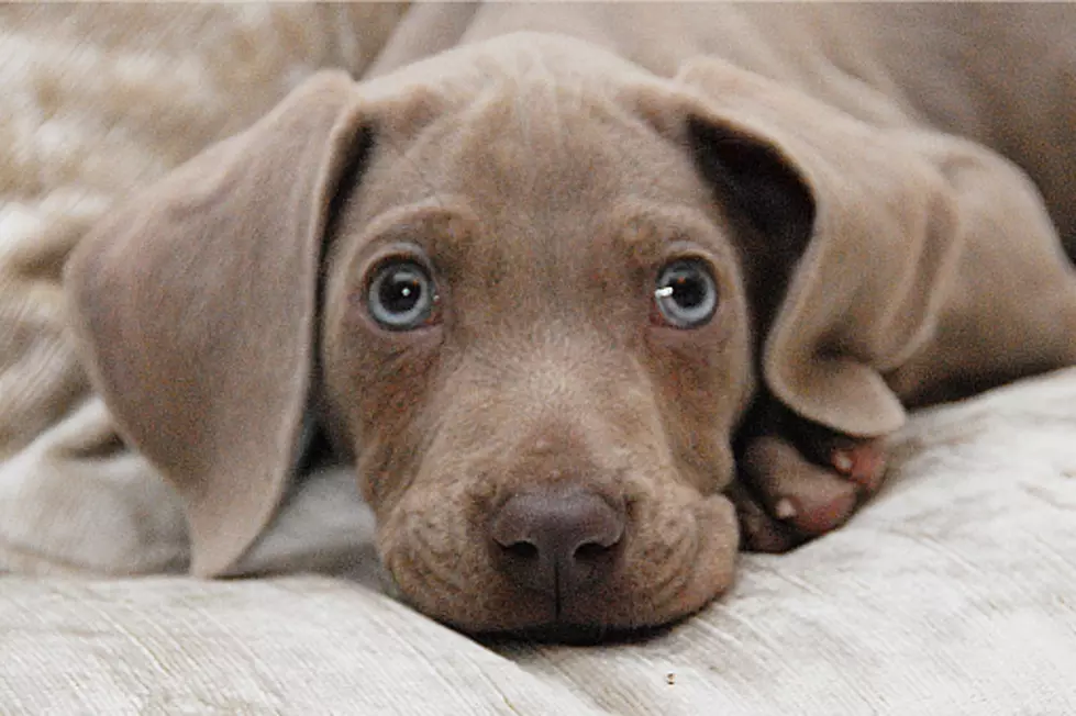 Rockford BBB: The “Puppy Scam” Is Taking Money, Breaking Hearts