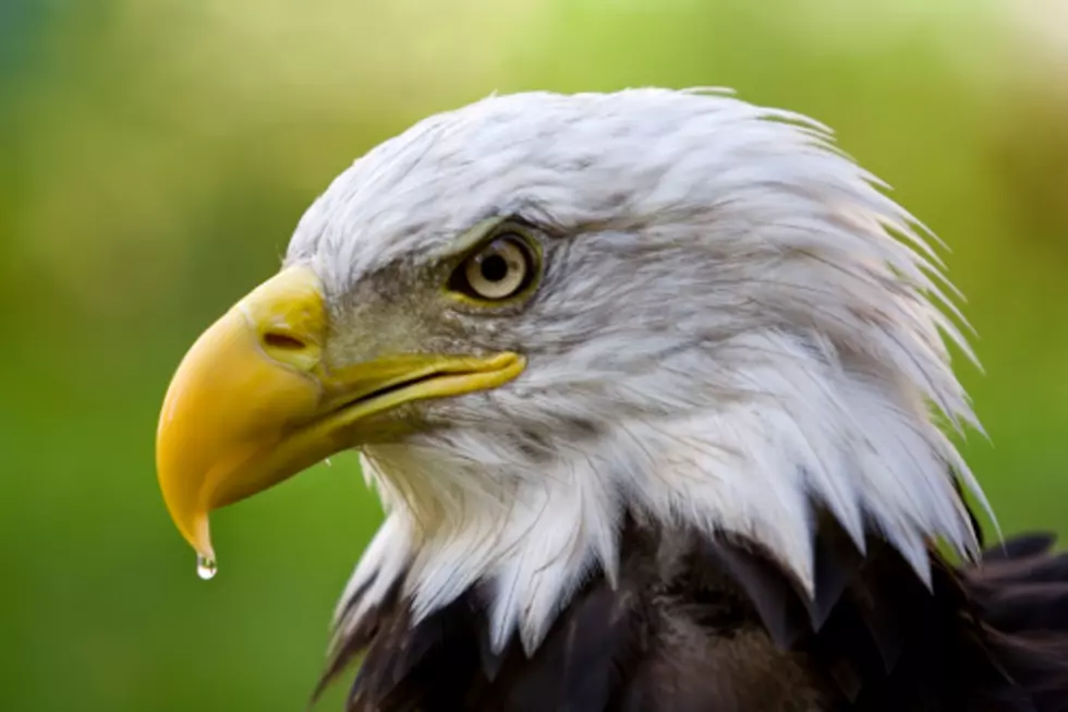 It’s Time: Here’s Illinois’ Best Spots For Winter Eagle Watching