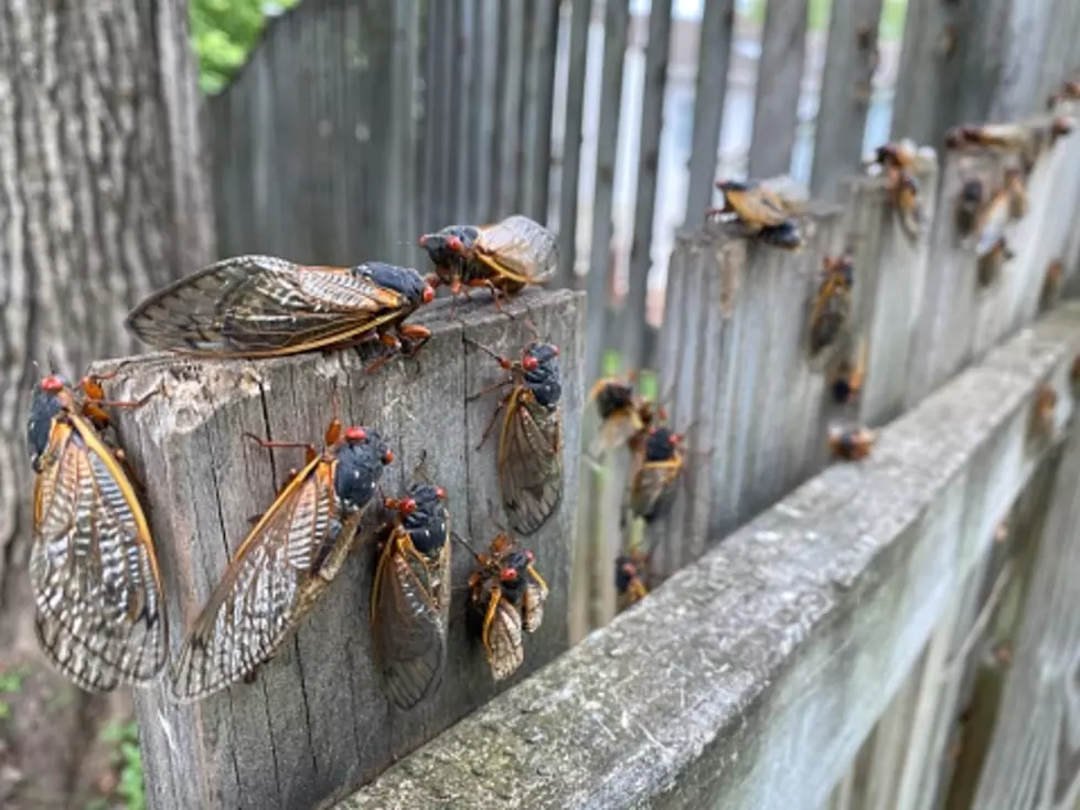 Periodical Cicadas In Illinois: Will We See Them Again In 2025?