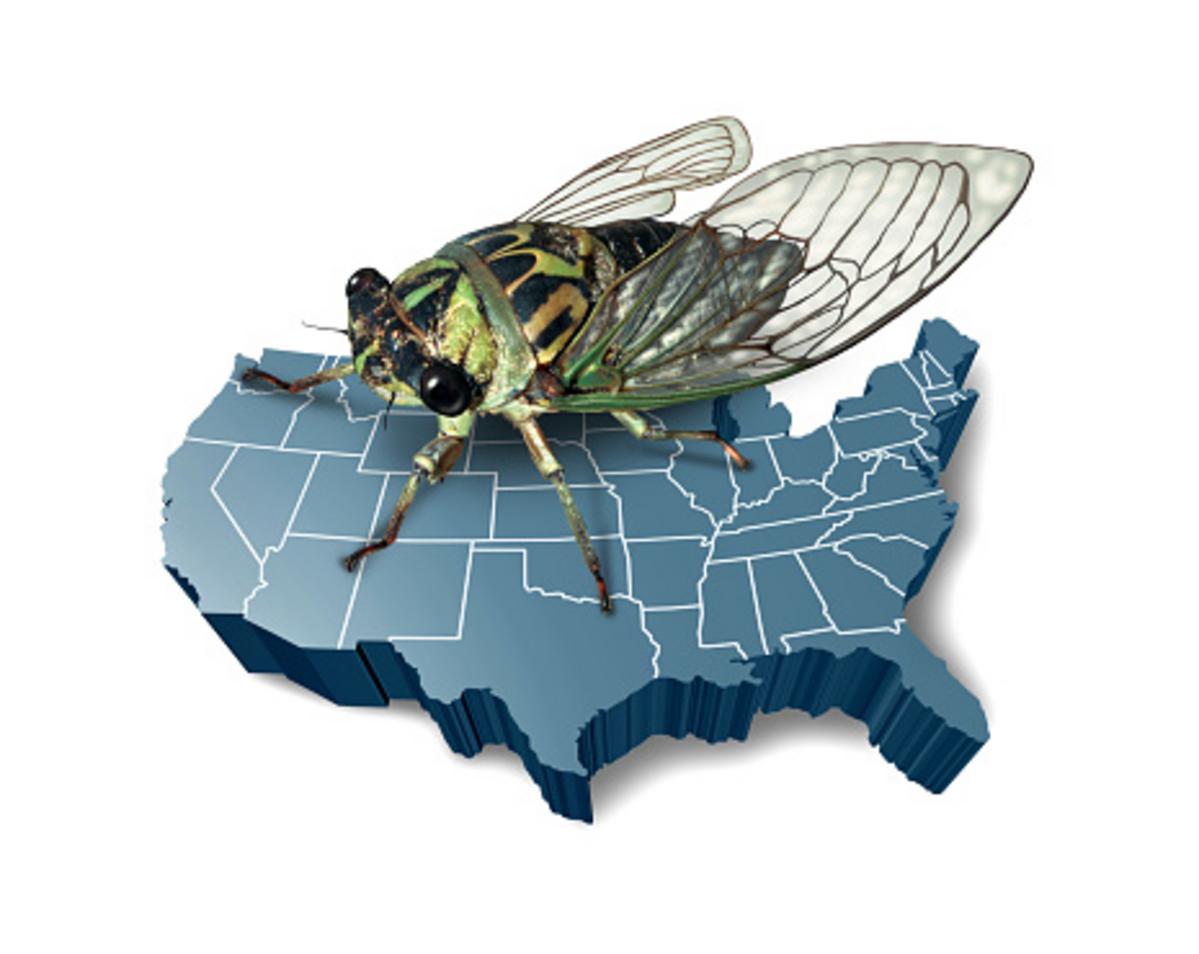 Periodical Cicadas In Illinois Will We See Them Again In 2025?