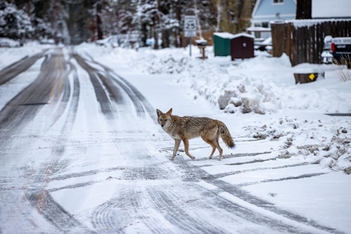 You’ll Be Seeing More Coyotes In Northern Illinois: Here’s Why