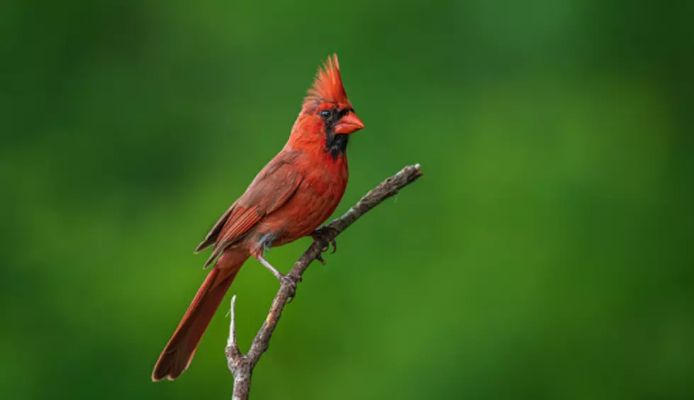 Illinois’ State Bird: 5 Things You May Not Know About Cardinals