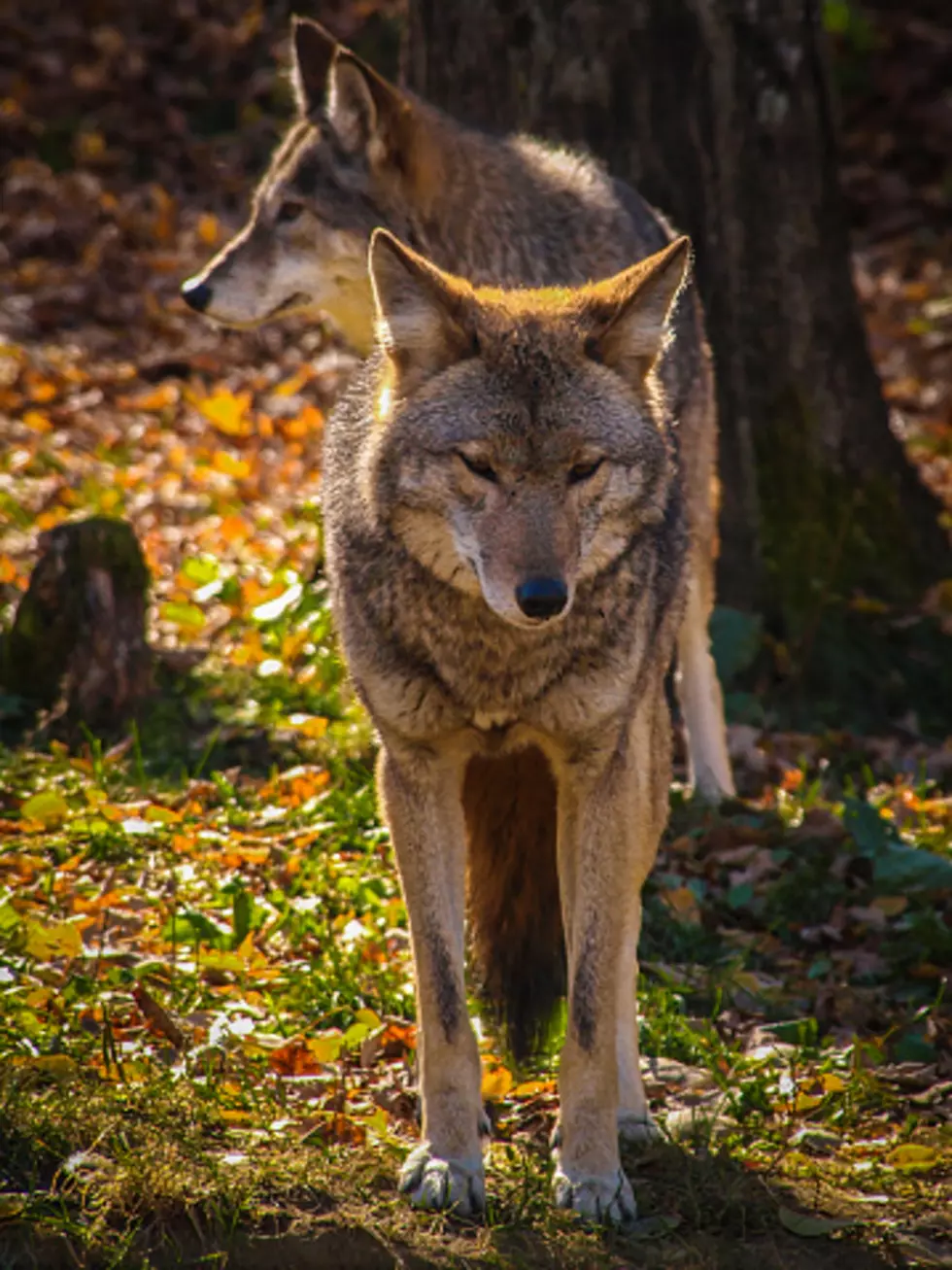 Illinois Coyote Sightings Are Way Up This Spring–Here’s Why