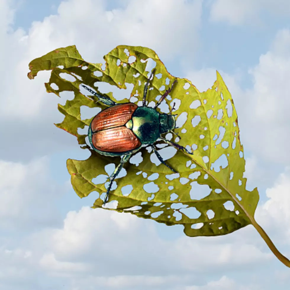 Illinois’ Japanese Beetles: What To Know About Them This Summer