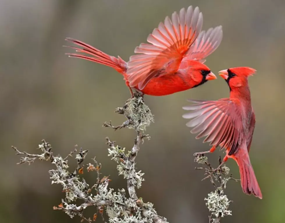 Illinois Cardinals: Things You Didn’t Know About Our State Bird