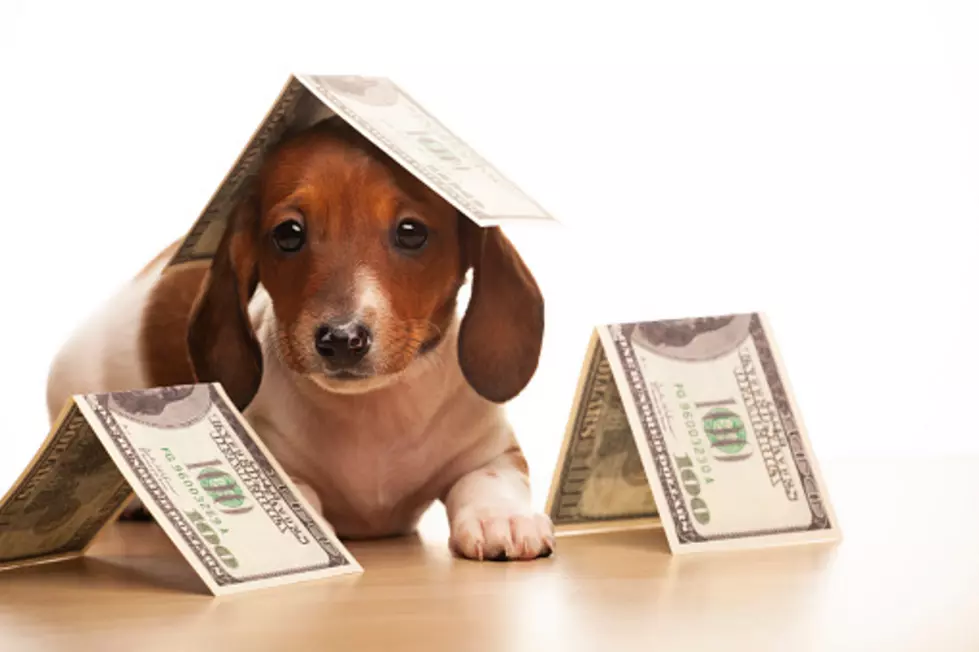 Here’s The Yearly Cost Of Being A Dog Owner In Illinois