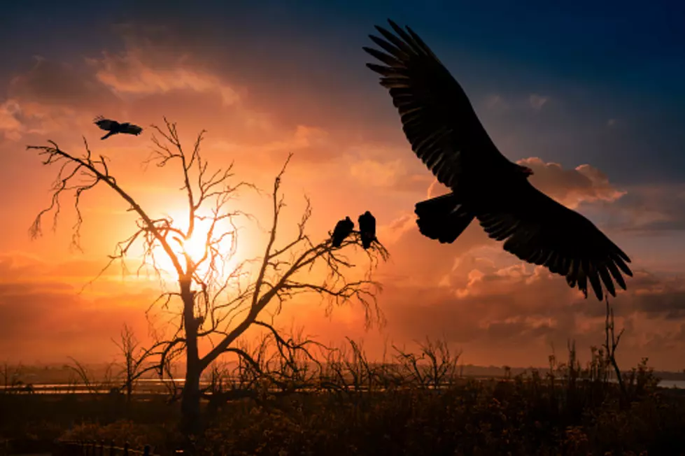 Illinois’ Turkey Vultures: Things You May Not Know About Them