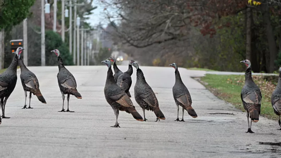 Illinois’ 2025 DNR Wild Turkey Survey: Here’s How Many There Are