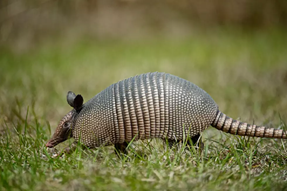 Seen An Armadillo, Wolf, Or Black Bear In Illinois? Let IDNR Know