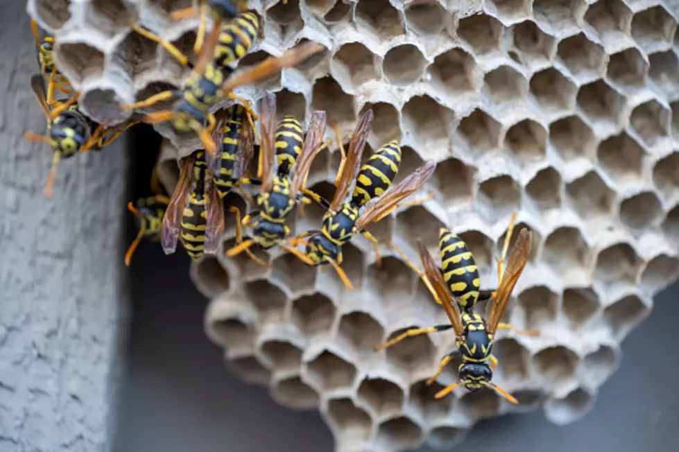 Illinois Wasp-Haters: Here’s Why Killing Them Is A Bad Idea
