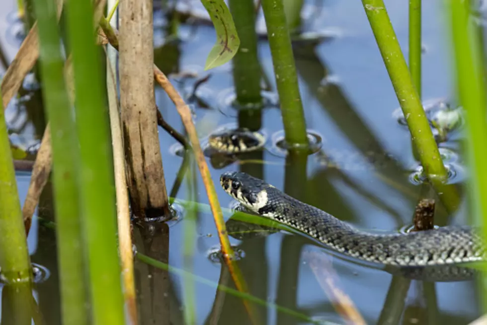 Meet The 5 Most Snake-Filled Bodies Of Water In Illinois