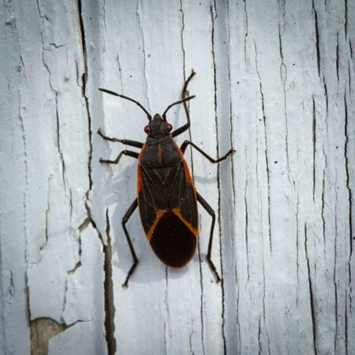 Illinois’ Box Elder Bugs Are Back–Here's What To Know About Them