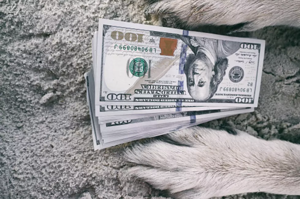 Here’s What Being A Dog Owner Costs You Per Year In Illinois