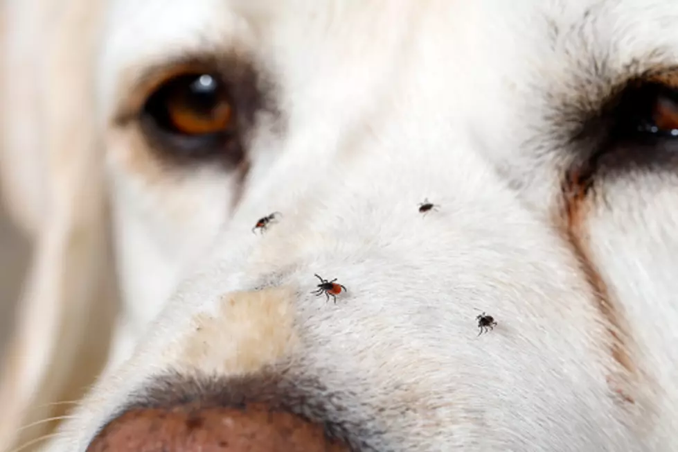 Tick Season Has Started In Illinois, And It’s Gonna Be A Long One
