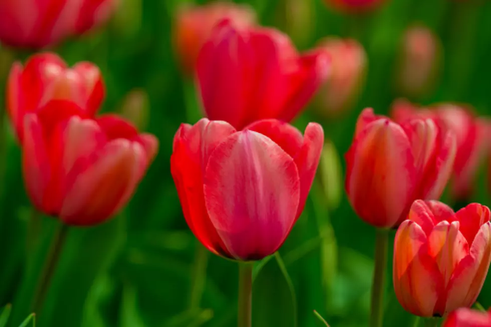 Experts Say When Northern Illinois Will Warm Up And Stay That Way