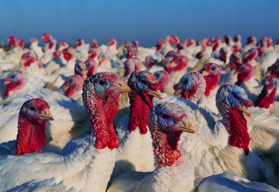 Bird Flu Prompts Governor to Declare State of Emergency in Iowa