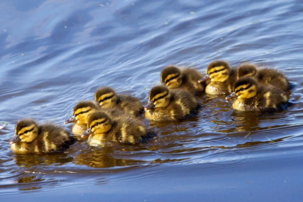 NE Iowa Duck Family Rescued from Drain