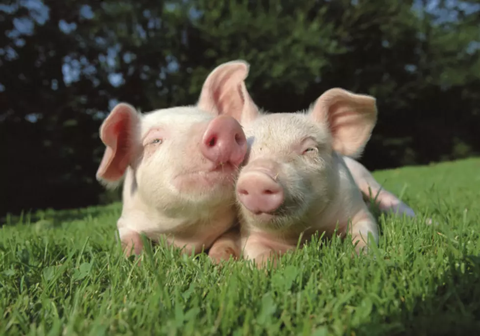 Iowan named one of Three, 2019 Pork Farmers of Tomorrow