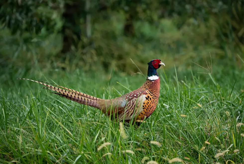 Iowa Pheasant Population Grows, Highest Count Since 2007