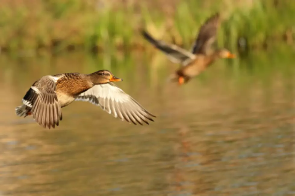 Wisconsin Low Pathogenic Avian Influenza Stems from Wild Birds