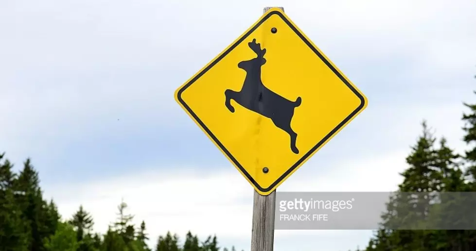 Suicidal Deer Warning in NE Iowa?